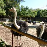 PD Ostrich Farm at port dickson one day trip