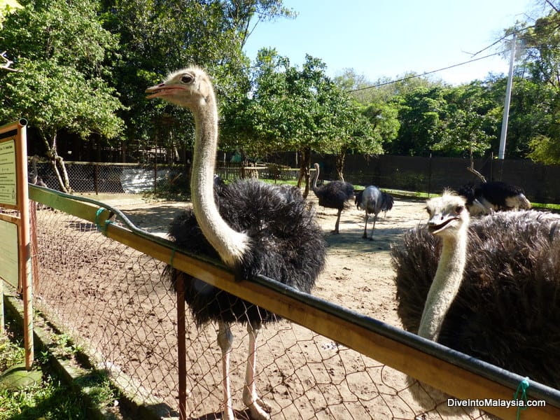 PD Ostrich Farm at port dickson one day trip