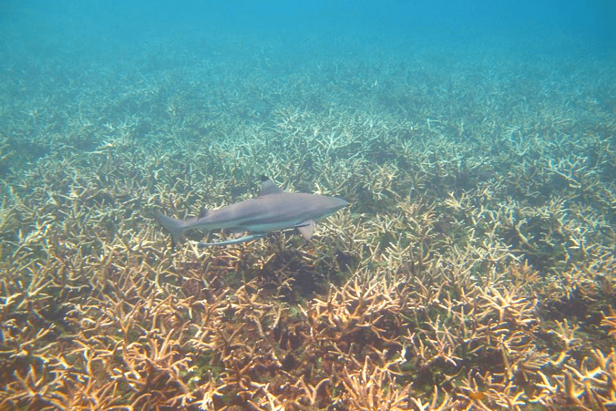 diving Malaysia Perhentian Island