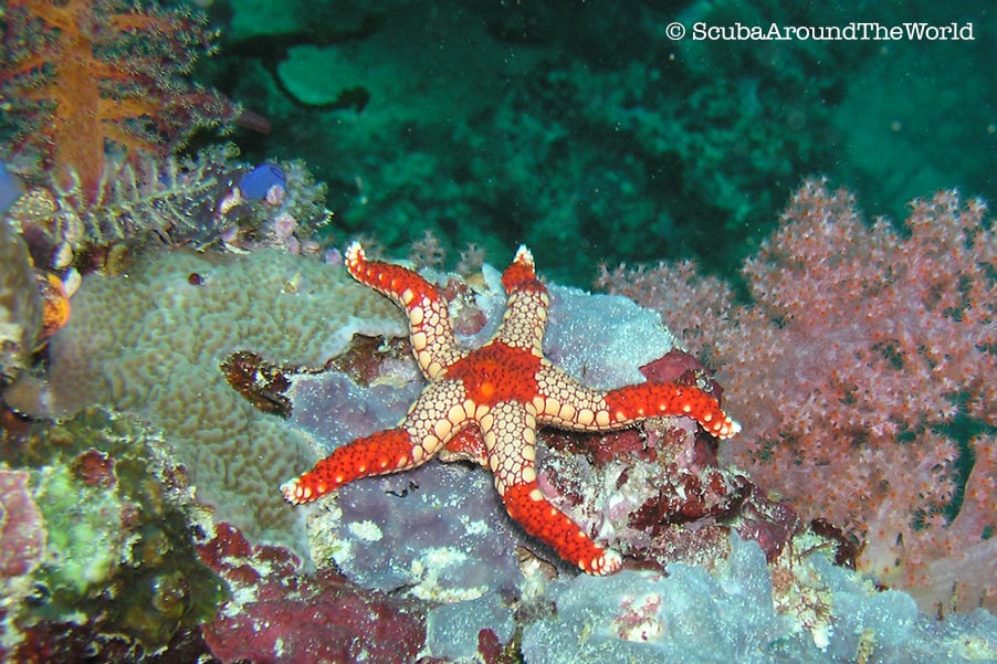 Sipadan diving Malaysia