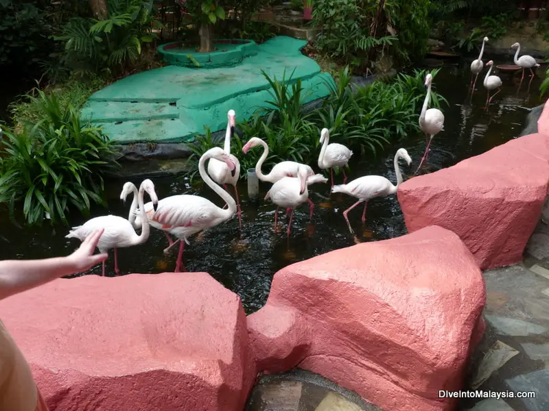 what to visit in langkawi at Langkawi Wildlife Park