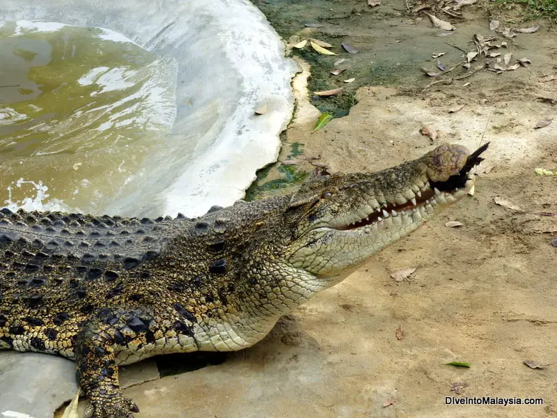 langkawi new attraction Crocodile Adventureland