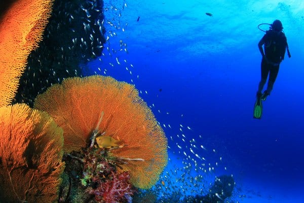 Scuba diving on coral reef in sea