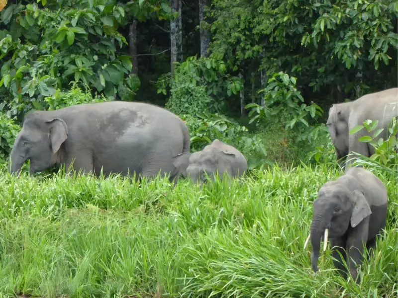 Pygmy Elephants On The Kinabatangan River what to do in borneo malaysia