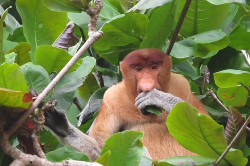 Bako National Park borneo where to go