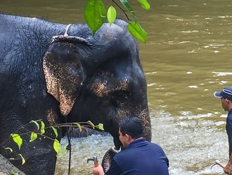 Kuala Gandah Elephant Conservation Centre top 10 adventures in Malaysia