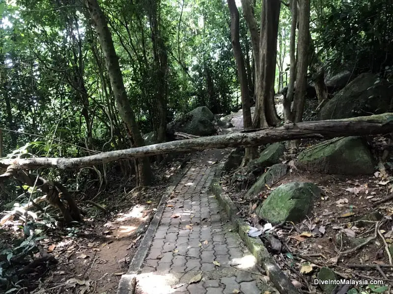 Tree across path in Perhentian Kecil hike