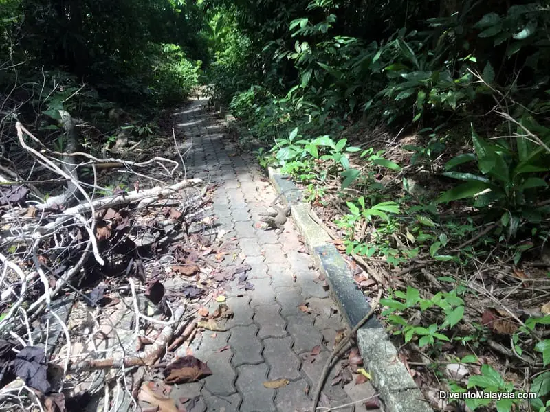 A typical part of the path with a friendly lizard