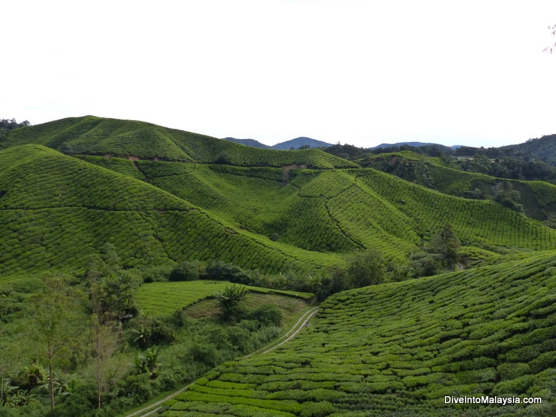 Boh Tea Estate, Cameron Highlands