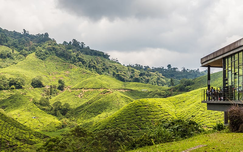 Tea Plantation, Cameron Highlands