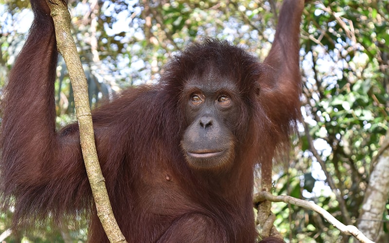 Borneo Orangutan in Sandakan, Sepilok, Sabah