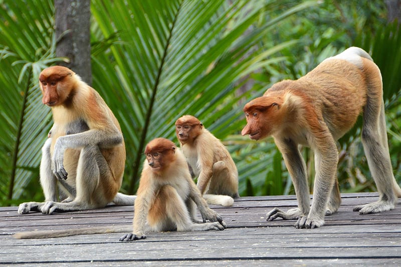 Proboscis Monkeys in Labuk Bay, Sandakan, Borneo