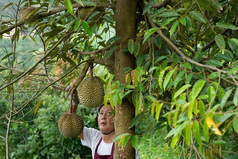 Durian Farm, Penang