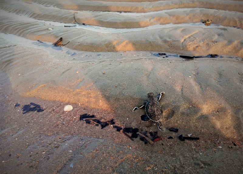 Cherating Turtle