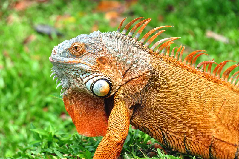 Iguana at Teruntum Zoo Park, Kuantan