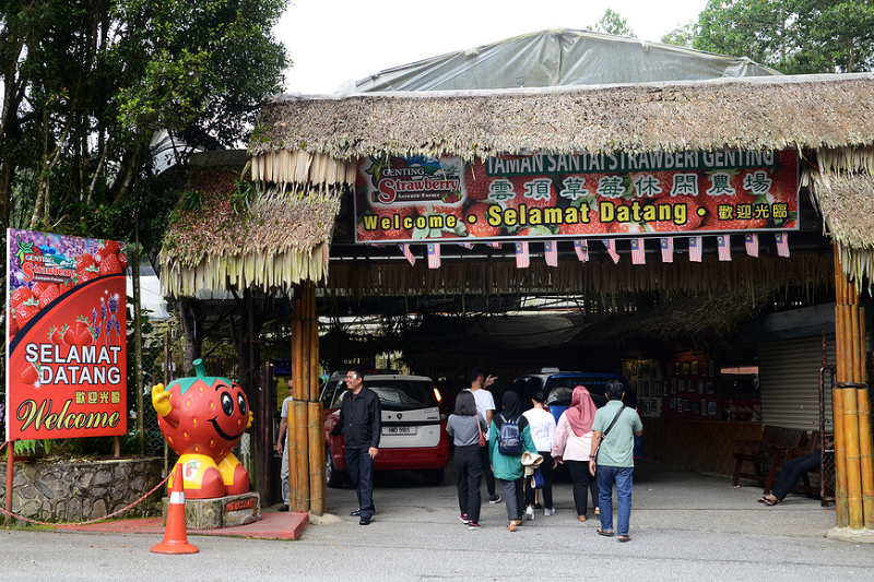 Genting Strawberry Leisure Farm