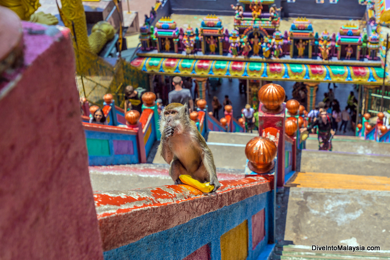 Batu Caves monkey