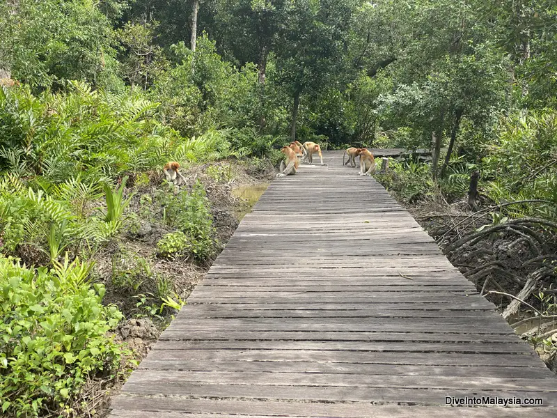 path to Viewing platform A Labuk Bay Proboscis Monkey Sanctuar