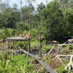 Labuk Bay Proboscis Monkey Sanctuary The monkeys come charging in for some food