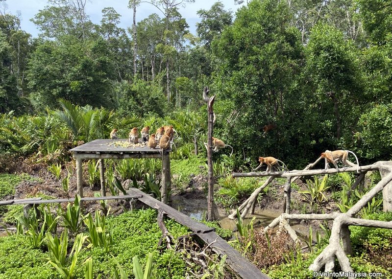 Labuk Bay Proboscis Monkey Sanctuary The monkeys come charging in for some food