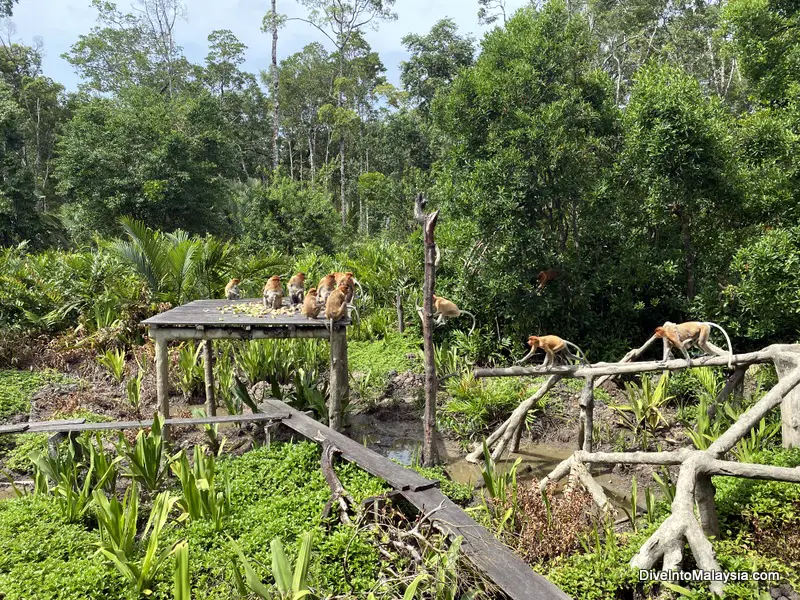 Labuk Bay Proboscis Monkey Sanctuary The monkeys come charging in for some food