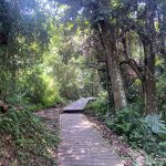 Walking through Taman Negara