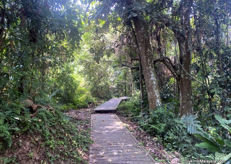 Walking through Taman Negara