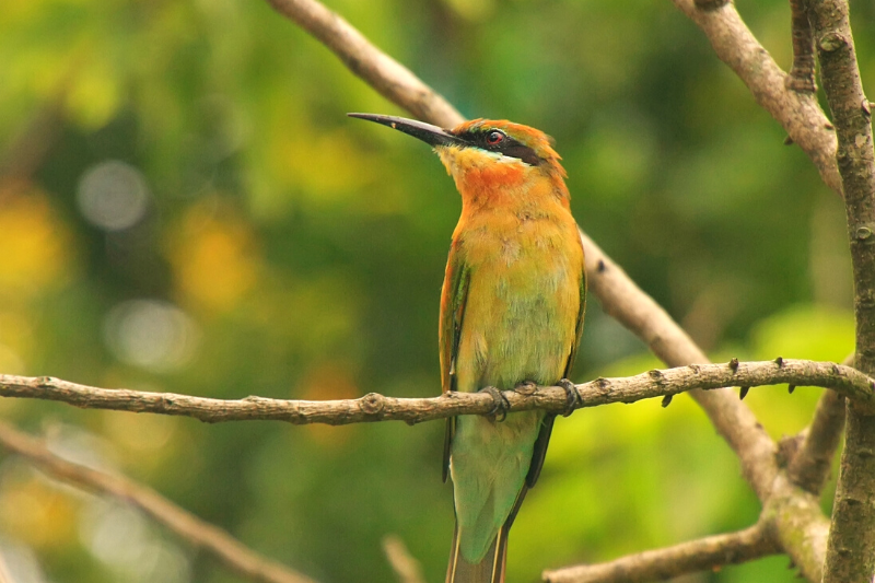 Taman Negara National Park bird