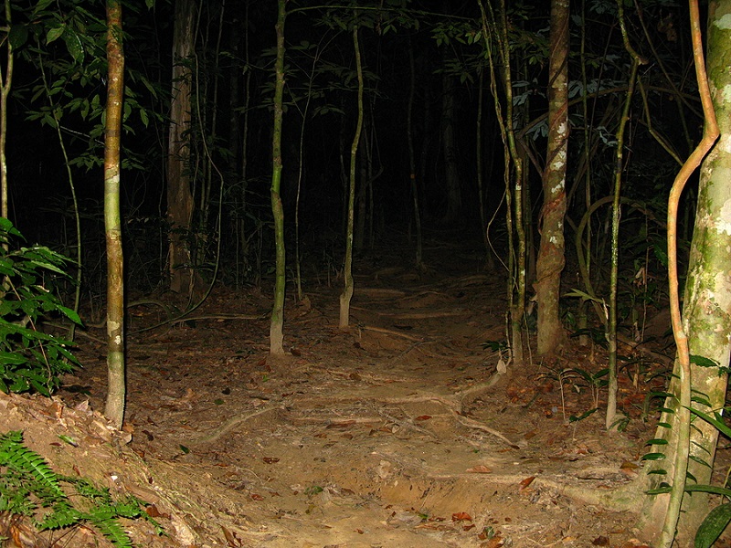 Taman Negara national park at night