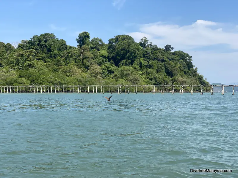 Pulau Singa Besar eagles Langkawi