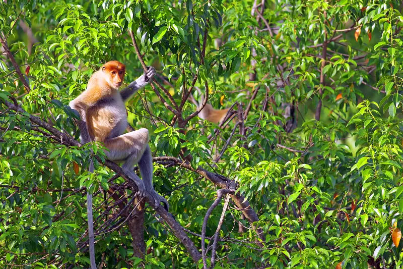 Labuk Bay Proboscis Monkey Sanctuary