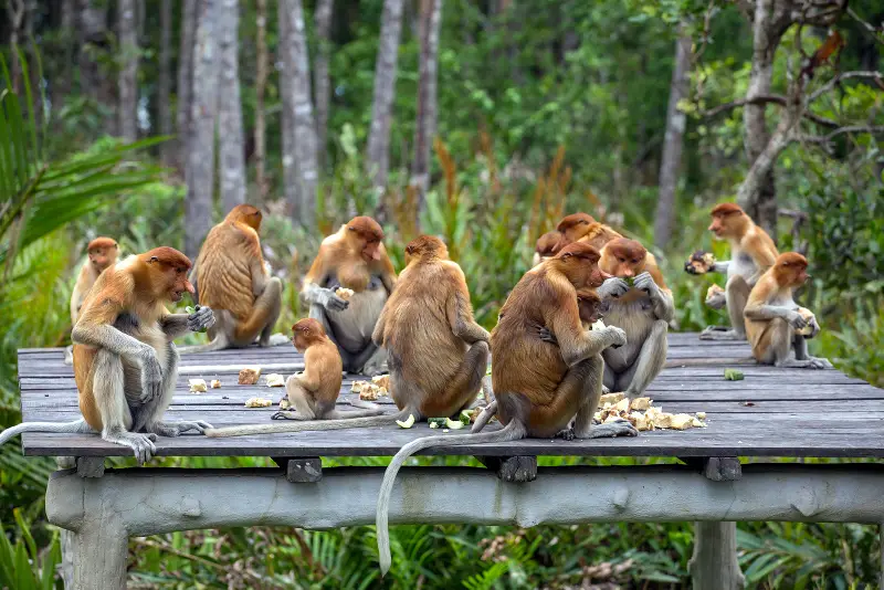 Labuk Bay Proboscis Monkey Sanctuary