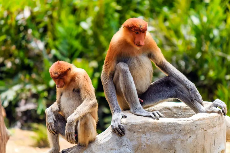 Labuk Bay Proboscis Monkey Sanctuary