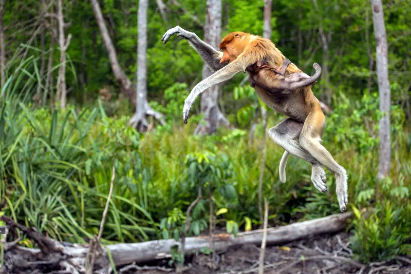 Labuk Bay Proboscis Monkey Sanctuary