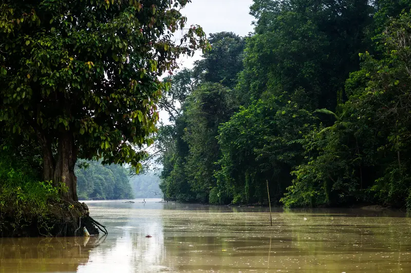 Kinabatangan River Cruise