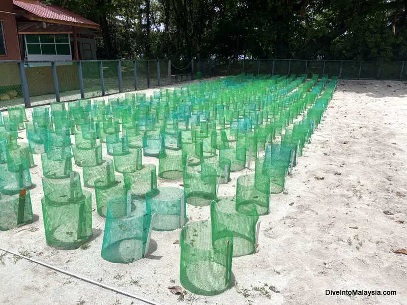 Selingan Turtle Island Turtle hatchery