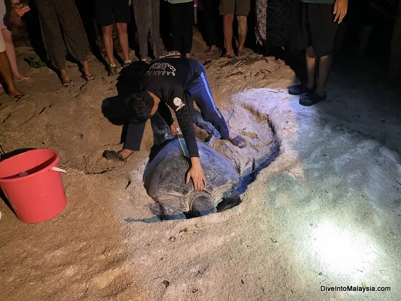 Selingan Turtle Island Measuring the turtle after she's finished laying eggs