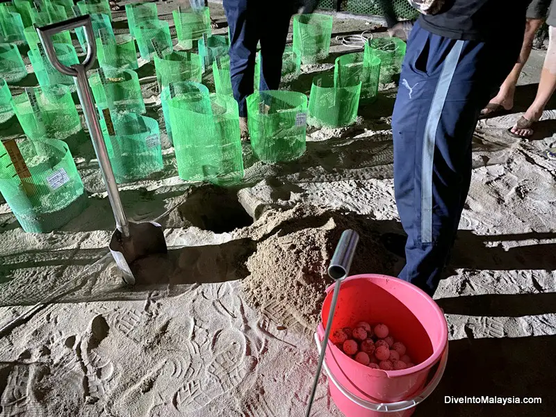 Selingan Turtle Island Getting ready to bury the eggs that were just laid