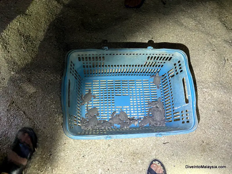 Selingan Turtle Island Just hatched turtles ready to be released