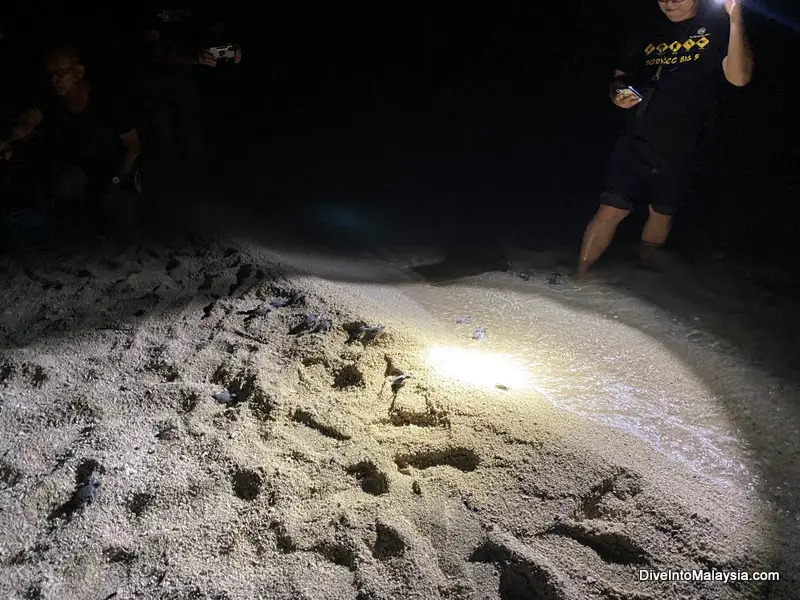 Selingan Turtle Island Just hatched turtles being released into the sea