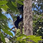 Bornean Sun Bear Conservation Center