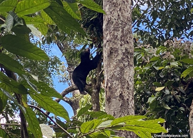 Bornean Sun Bear Conservation Center