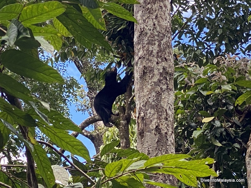 Bornean Sun Bear Conservation Center