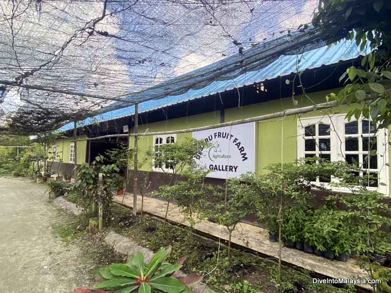 Desaru Fruit Farm Agricultural Gallery