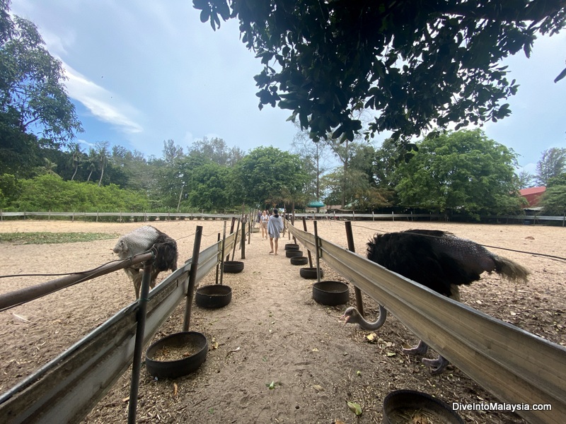 Desaru Ostrich Farm Farm Walk along the farm