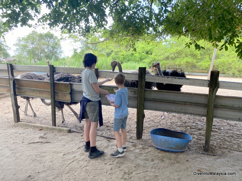 Desaru Ostrich Farm Feeding ostriches