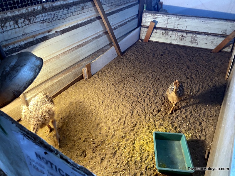 Desaru Ostrich Farm One month old ostriches