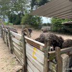 Desaru Ostrich Farm Waiting to be fed