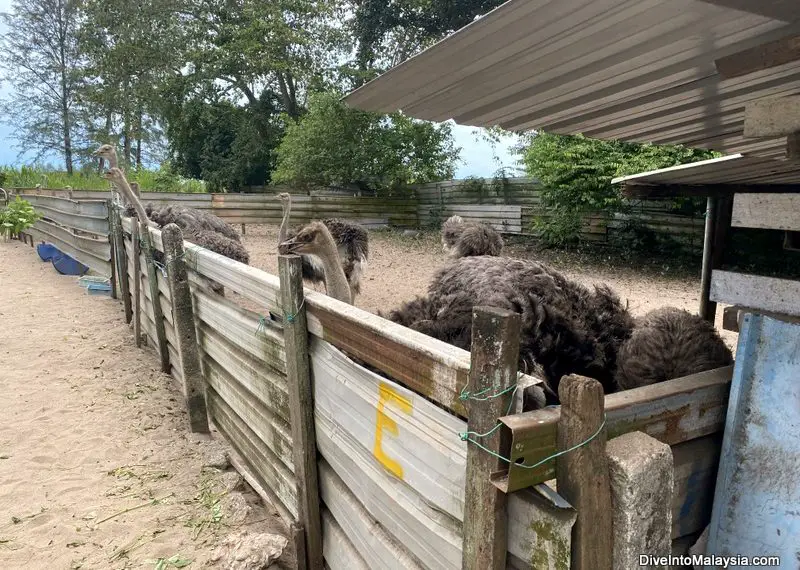 Desaru Ostrich Farm Waiting to be fed