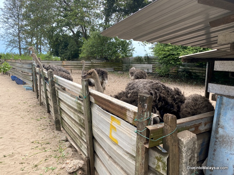 Desaru Ostrich Farm Waiting to be fed